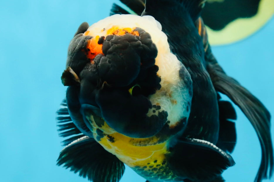 AAA Grade Tricolor Oranda Male 5 inches #050925OR_39