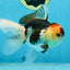 A Grade Tricolor Oranda Female 5 inches #080125OR_32