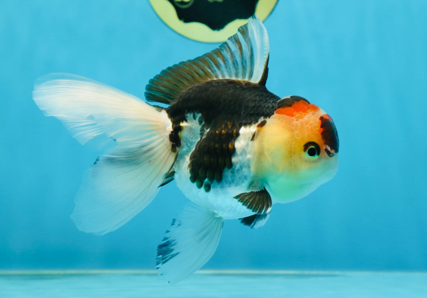 A Grade Tricolor Oranda Female 5 inches #080125OR_32