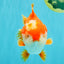 CHONKY AAA Grade Red White Yuanbao Male 5.5-6 inches #050126YB_17