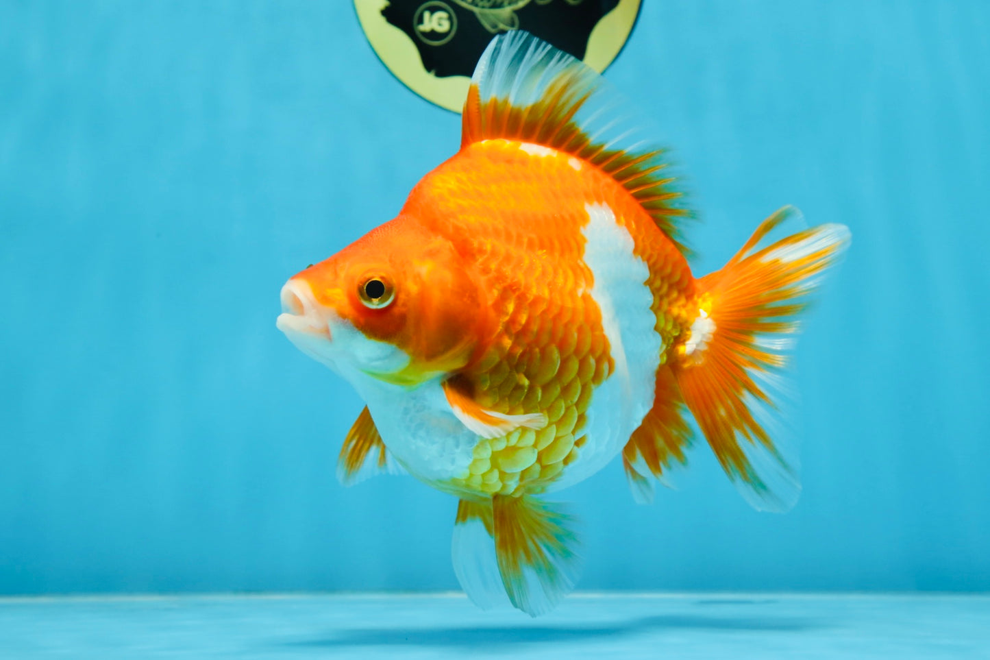 AAA Grade Ryukin Red White Female 5.5 inches #070425RK_02