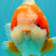 BIG WEN AAA Grade Beautiful Red White Yuanbao Male 6-6.5 inches #071026YB_07