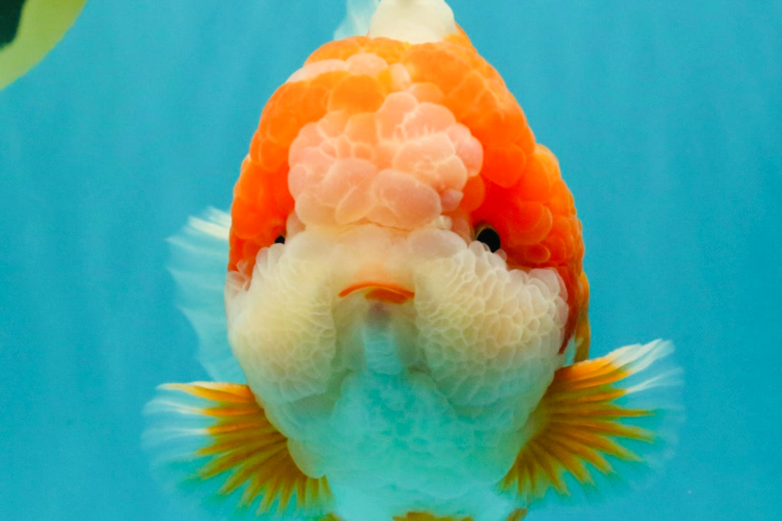BIG WEN AAA Grade Beautiful Red White Yuanbao Male 6-6.5 inches #071026YB_07