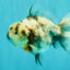 Kirin Oranda Female 6 inches #071726OR_19