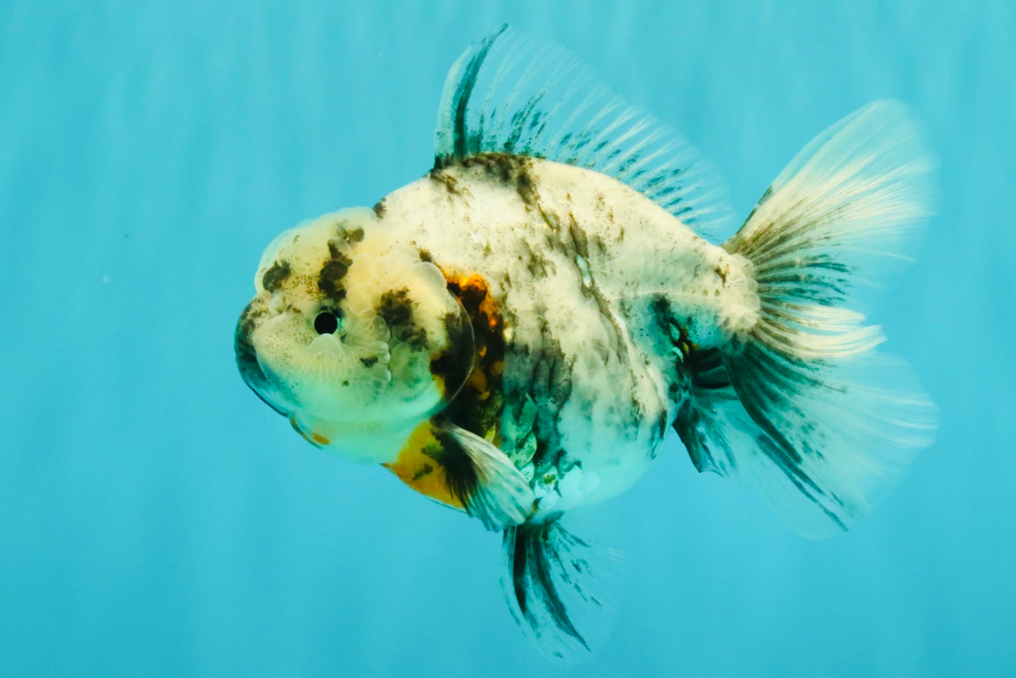Kirin Oranda Female 6 inches #071726OR_19