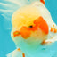 A Grade Red White Oranda Male 5.5 inches #062626OR_36