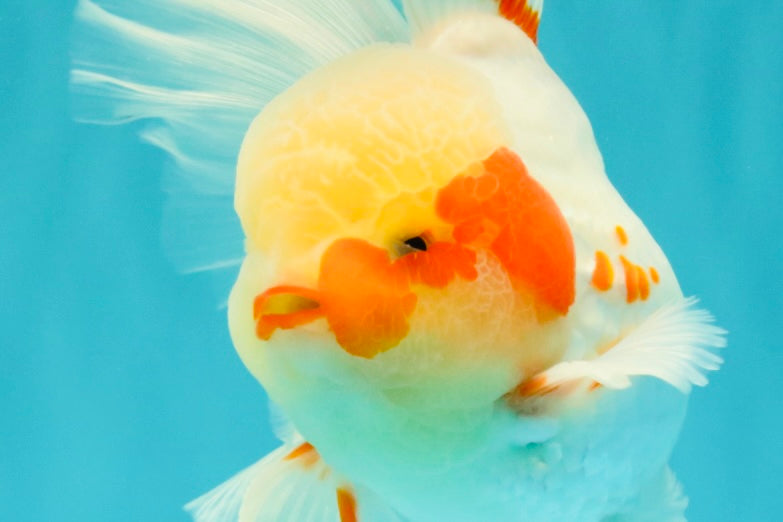 A Grade Red White Oranda Male 5.5 inches #062626OR_36