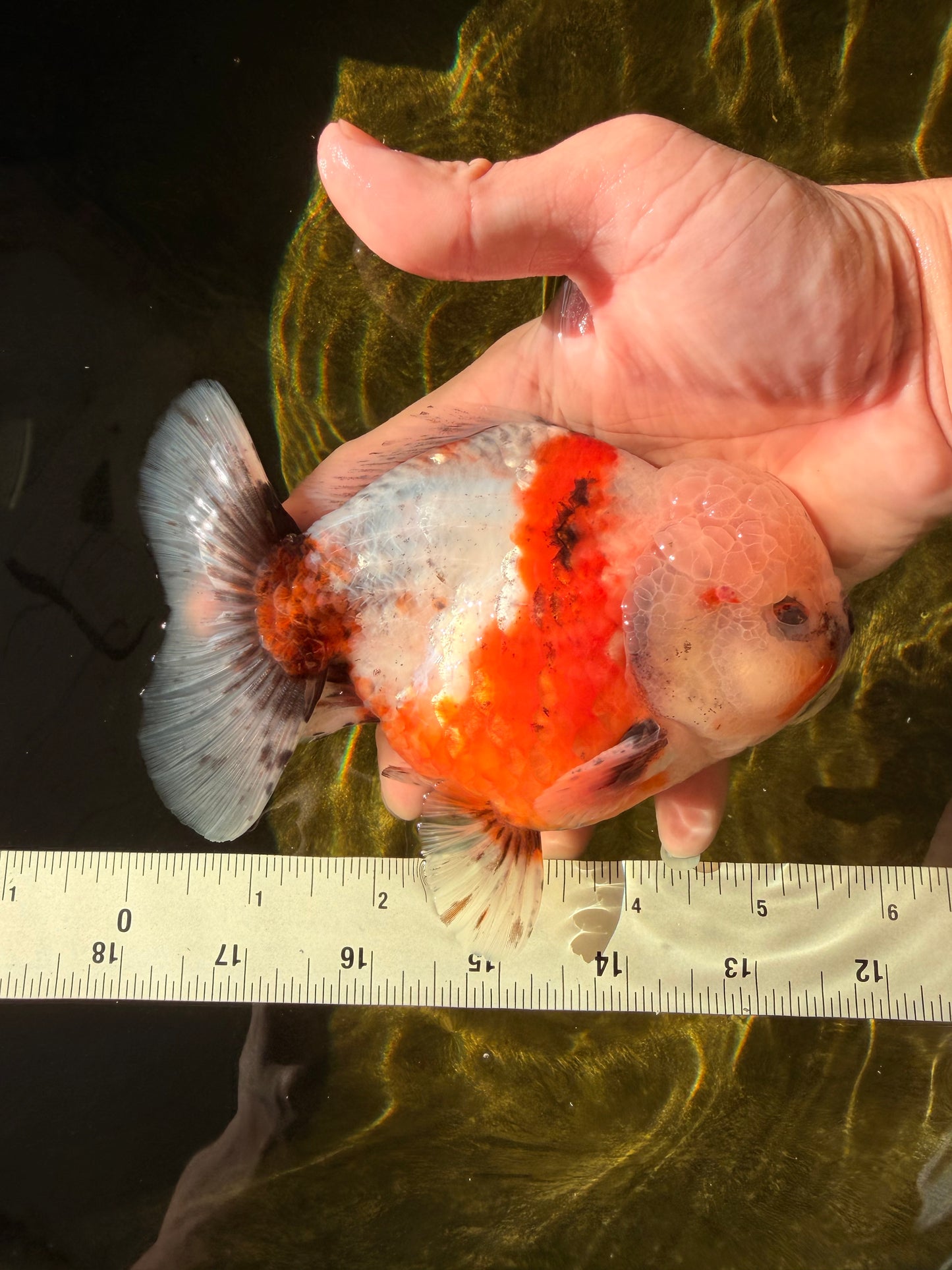 A Grade Sakura Yuanbao Male 5.5 inches #032026YB_23