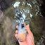 A Grade White Tiger Oranda Male 7 inches #082126OR_15