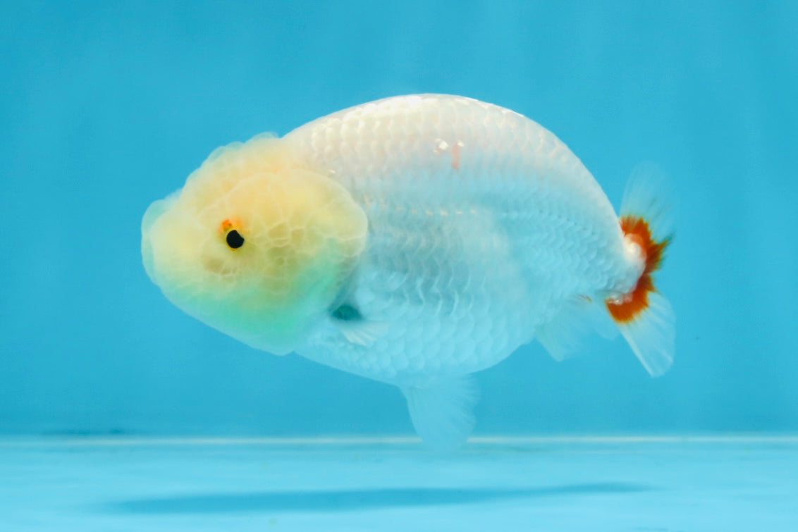 CLOUDY AAA Grade Red White LionQueen 3.5-4 inches #101725LC_11