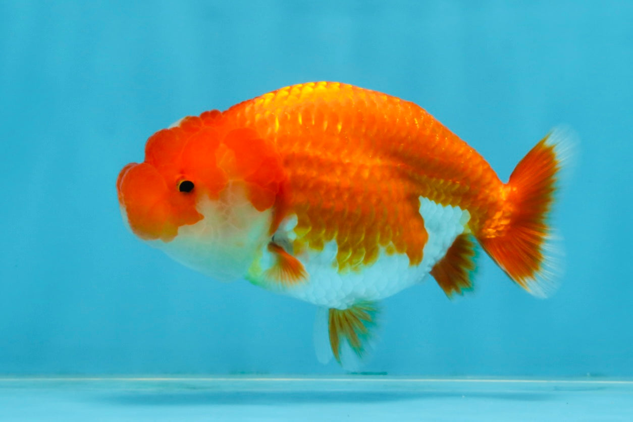 A Grade Red White LionQueen 4-4.5 inches #102425LC_17