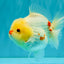 POPCORN AAA Grade Red White Yuanbao Male 5-5.5 inches #050126YB_18