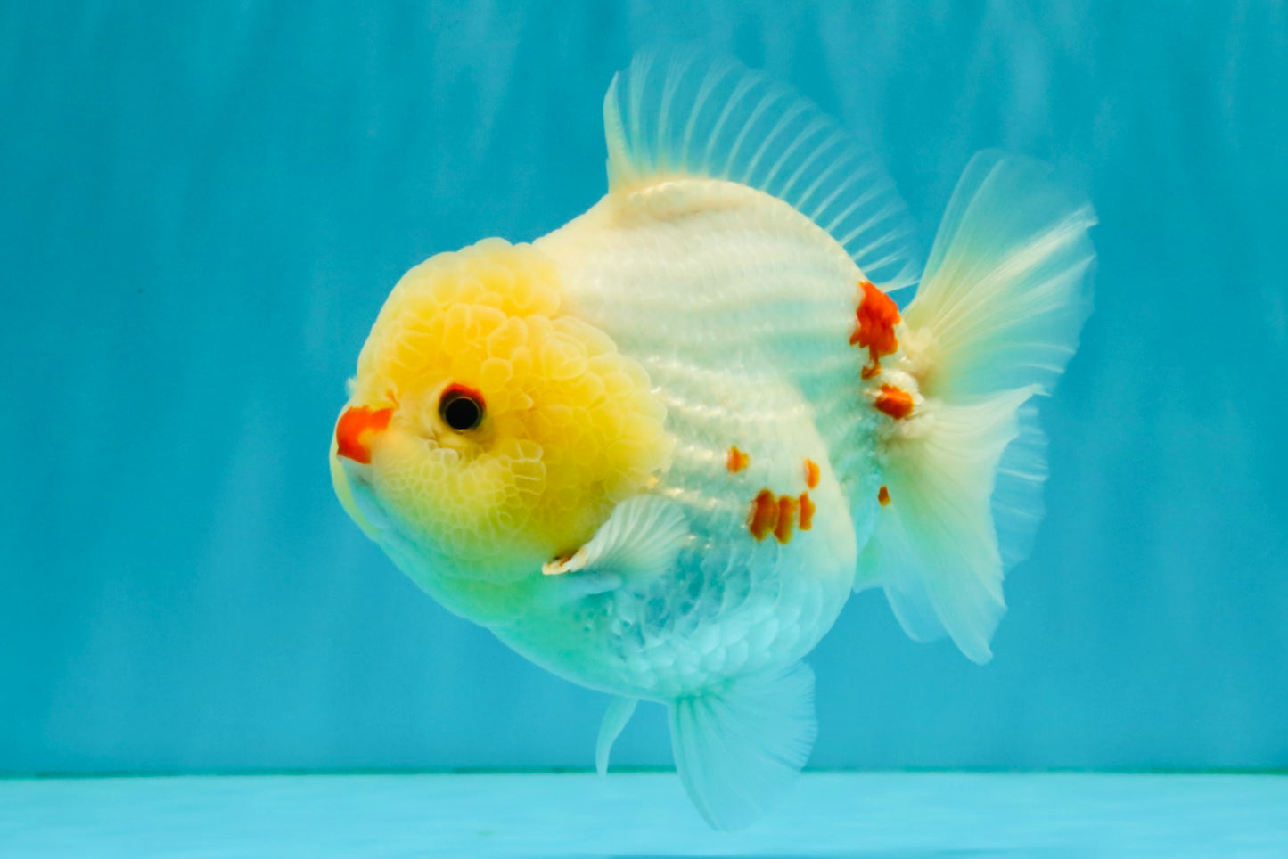 POPCORN AAA Grade Red White Yuanbao Male 5-5.5 inches #050126YB_18