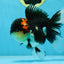 AAA Grade TOP Tricolor Oranda Female 6 inches #051625OR_31