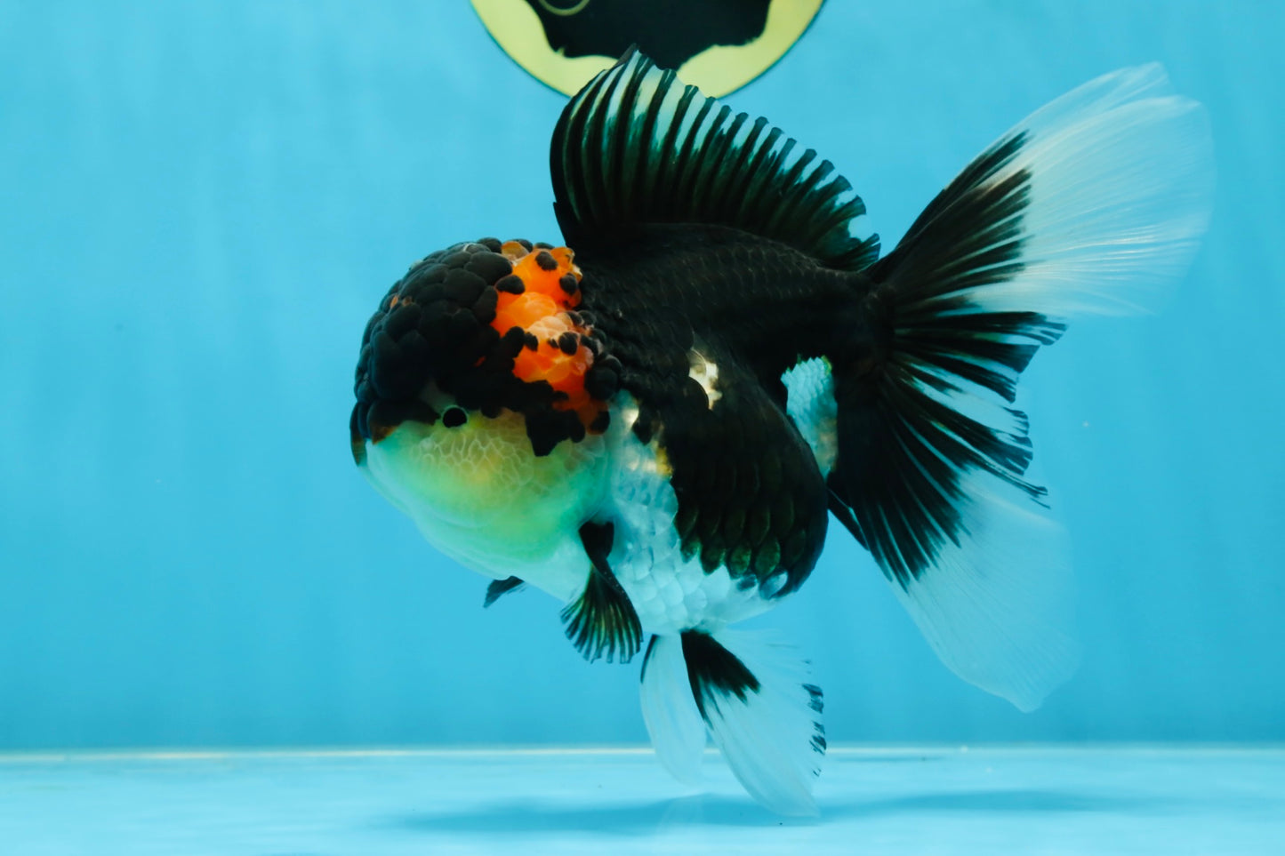 AAA Grade TOP Tricolor Oranda Female 6 inches #051625OR_31