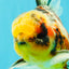 A Grade Sanke Oranda Male 6.5 inches #080726OR_20