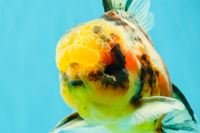 A Grade Sanke Oranda Male 6.5 inches #080726OR_20