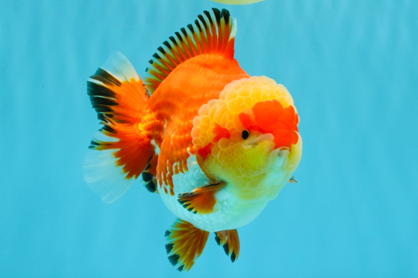 SUPER AAA Grade Godzilla Red White Yuanbao Male 5.5 inches #022026YB_03