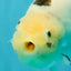 Cow Chinese Ranchu Female 5.5 inches #032026RC_29