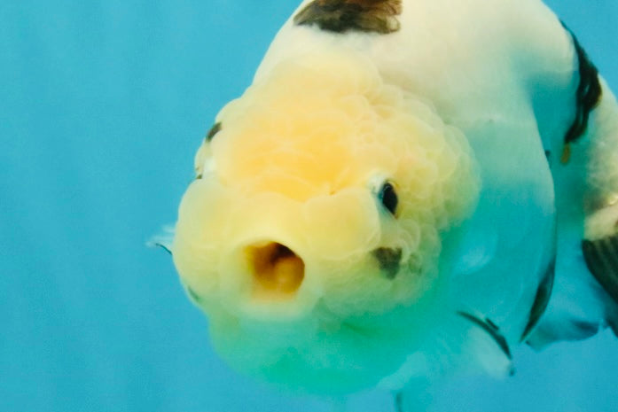 Cow Chinese Ranchu Female 5.5 inches #032026RC_29