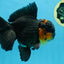 A Grade CHONKY Tricolor Oranda Male 6 inches #080125OR_26