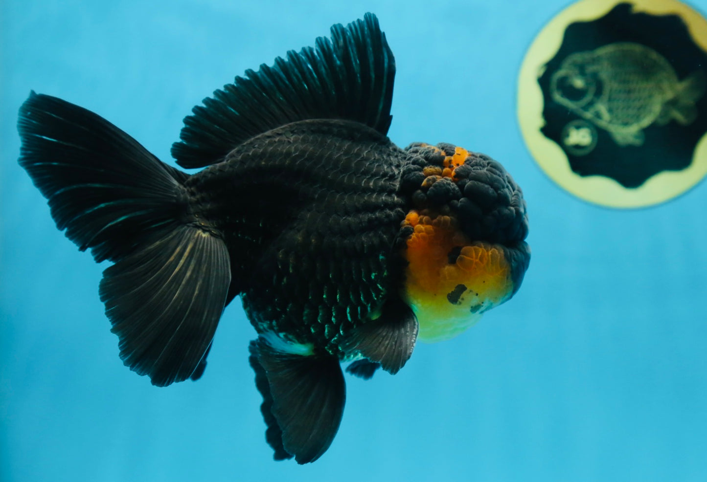 A Grade CHONKY Tricolor Oranda Male 6 inches #080125OR_26