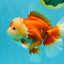 AAA Grade Red White Oranda Female 6-6.5 inches #032026OR_07