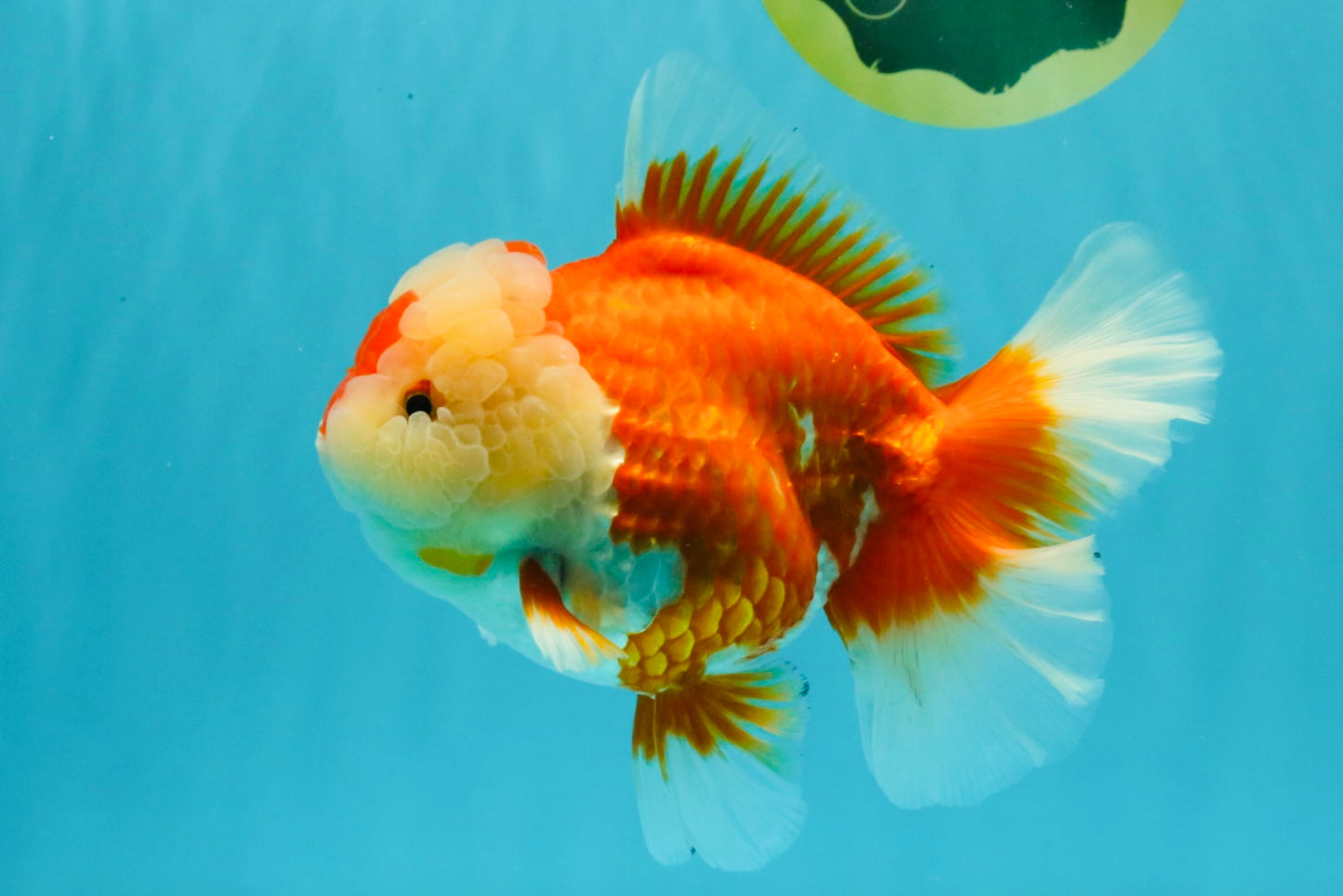 AAA Grade Red White Oranda Female 6-6.5 inches #032026OR_07