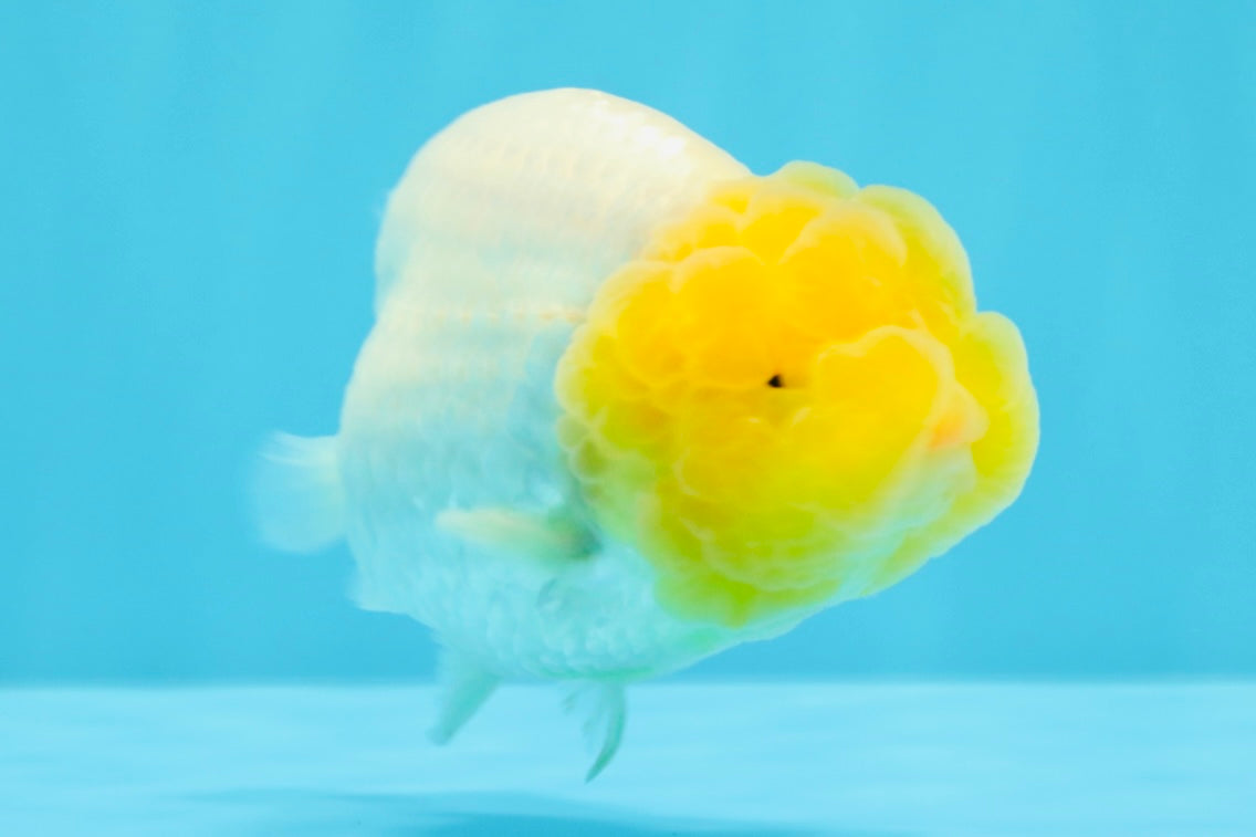 SUPER CUTE AAA Grade White LionKing 4 inches #022026LC_18