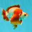 AAA Grade Red White Ryukin Male 4 inches #041726RK_05