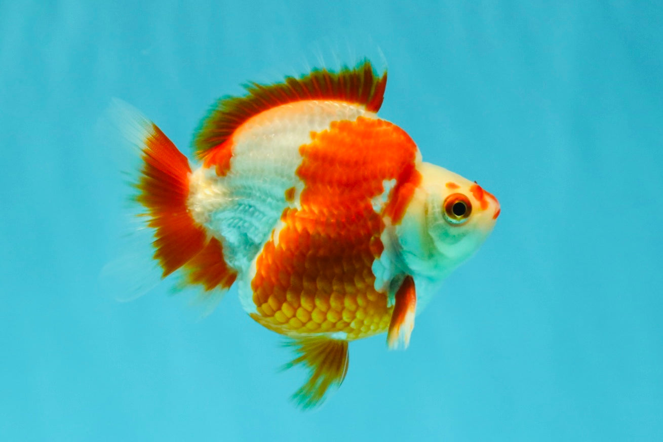 AAA Grade Red White Ryukin Male 4 inches #041726RK_05