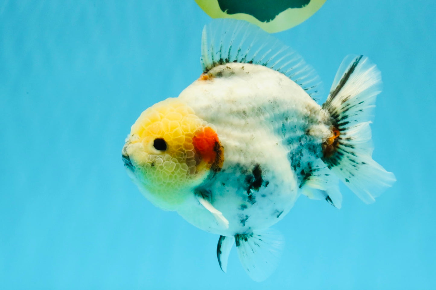 AAA Grade Marble Yuanbao Male 5.5-6 inches #041026YB_25