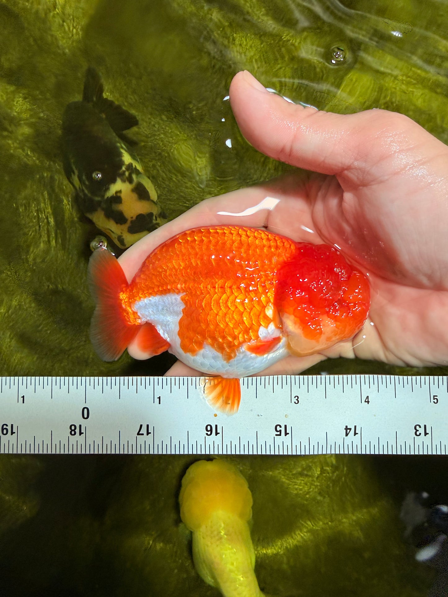 CHUBBY AAA Grade Red White LionQueen 4  inches #022026LC_16