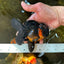 A Grade Apache Oranda Male 5 inches #081525OR_22