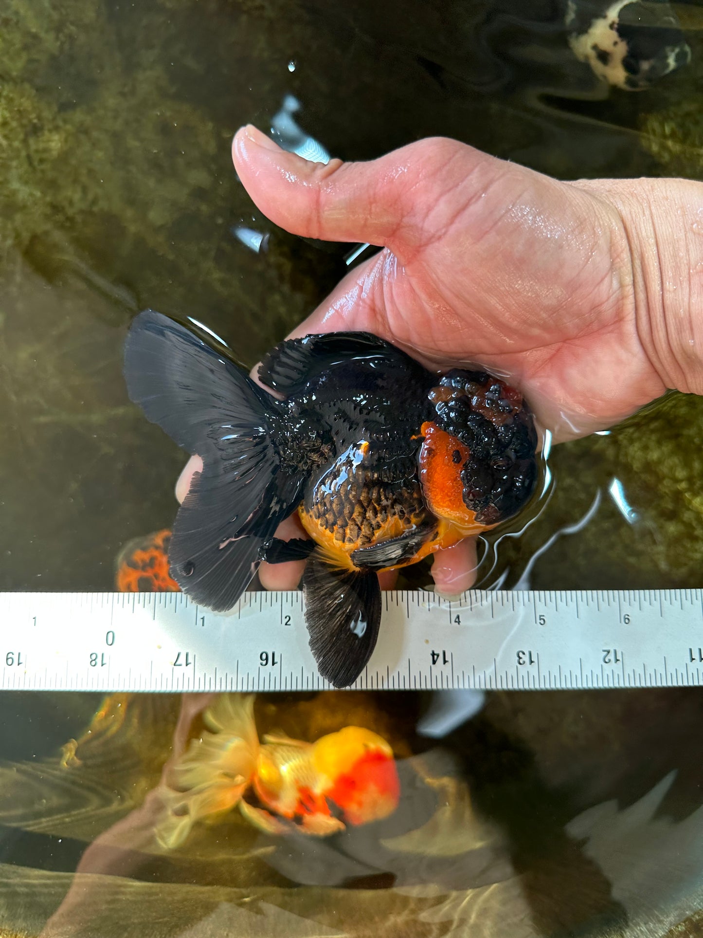 A Grade Apache Oranda Male 5 inches #081525OR_22