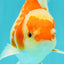 A Grade Kohaku Red White Oranda Male 5.5 inches #101626OR_12