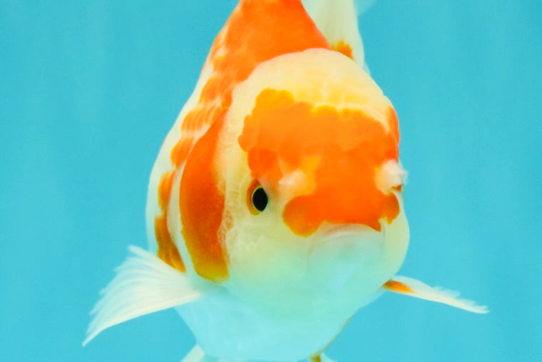 A Grade Kohaku Red White Oranda Male 5.5 inches #101626OR_12