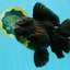 BULLDOG A Grade Godzilla Black Oranda 6.5 inches #022726OR_13
