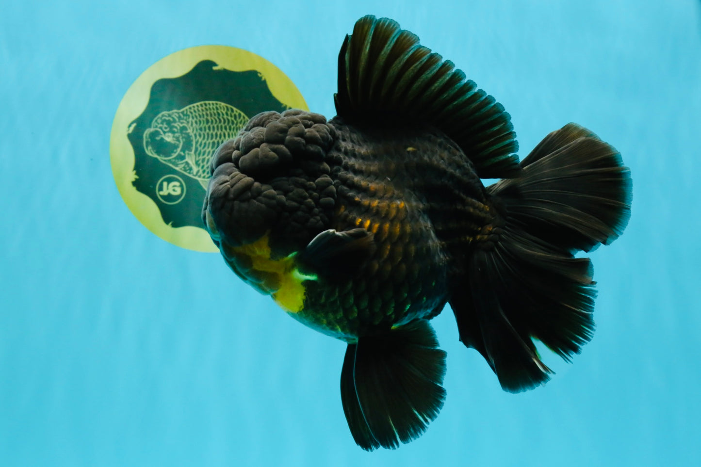 BULLDOG A Grade Godzilla Black Oranda 6.5 inches #022726OR_13