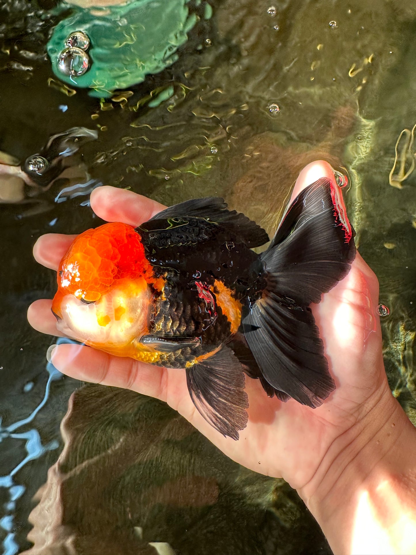 A Grade Red Head Tricolor Oranda Male 5 inches #110824OR_15