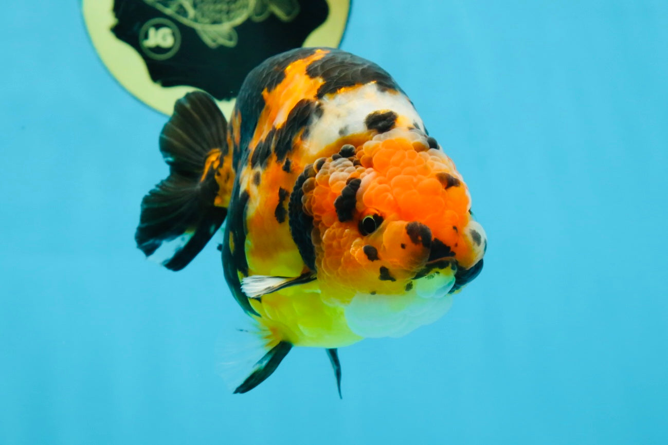 AAA Grade Calico Tiger Chinese Ranchu Male 5 inches #101025RC_19