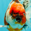 AAA Grade Marble Calico Yuanbao Male 6 inches #041726YB_18