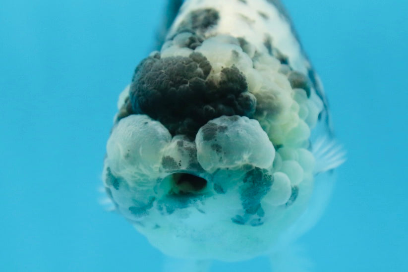 AAA Grade UNIQUE White Tiger LionQueen 4.5-5 inches #090525LC_03