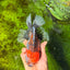 CHUNKY AAA Grade Kirin Calico Oranda Male 6.5 inches #041026OR_02
