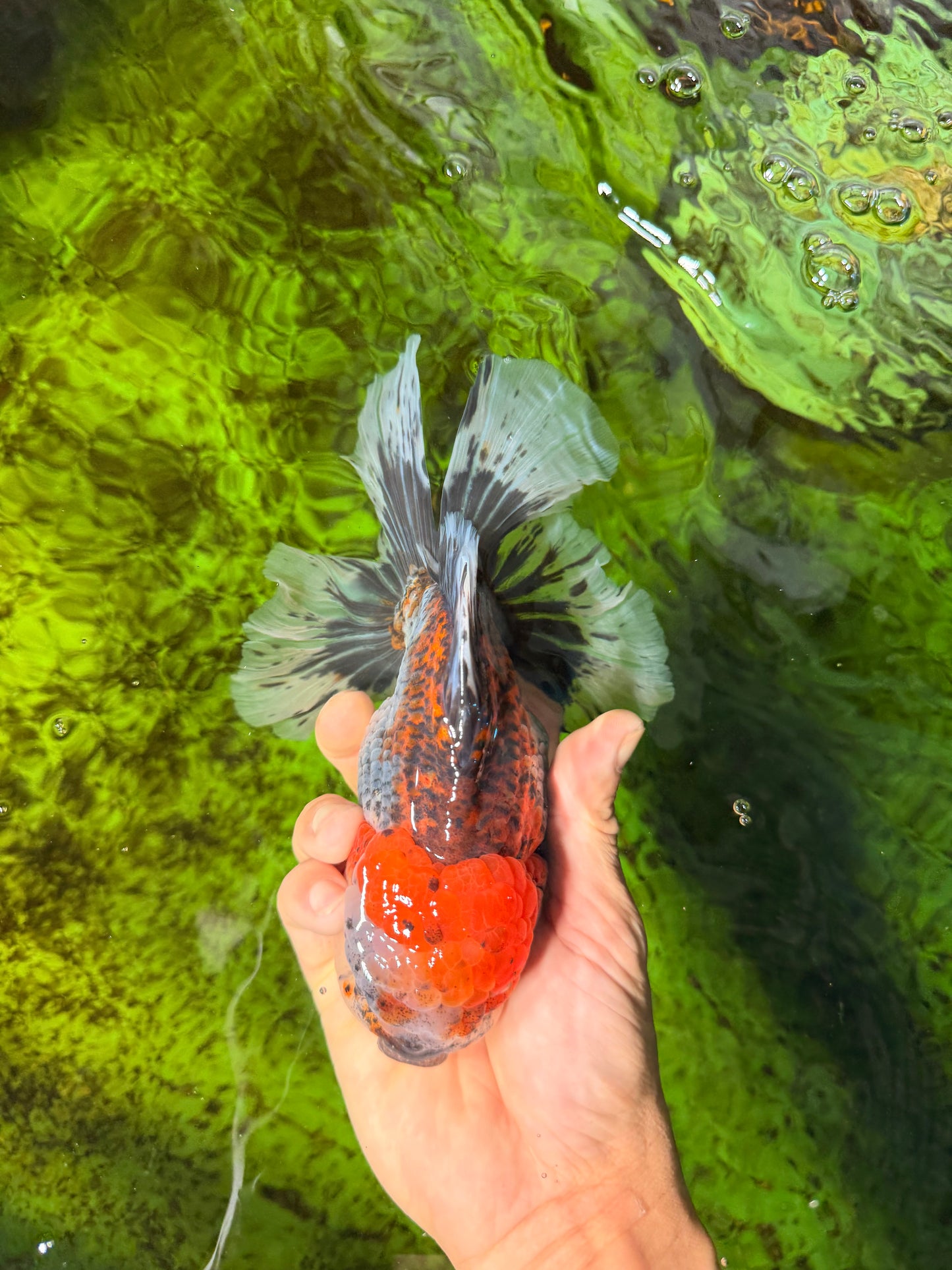 CHUNKY AAA Grade Kirin Calico Oranda Male 6.5 inches #041026OR_02