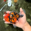 A Grade Tiger Oranda Male 5.5 inches #062626OR_26