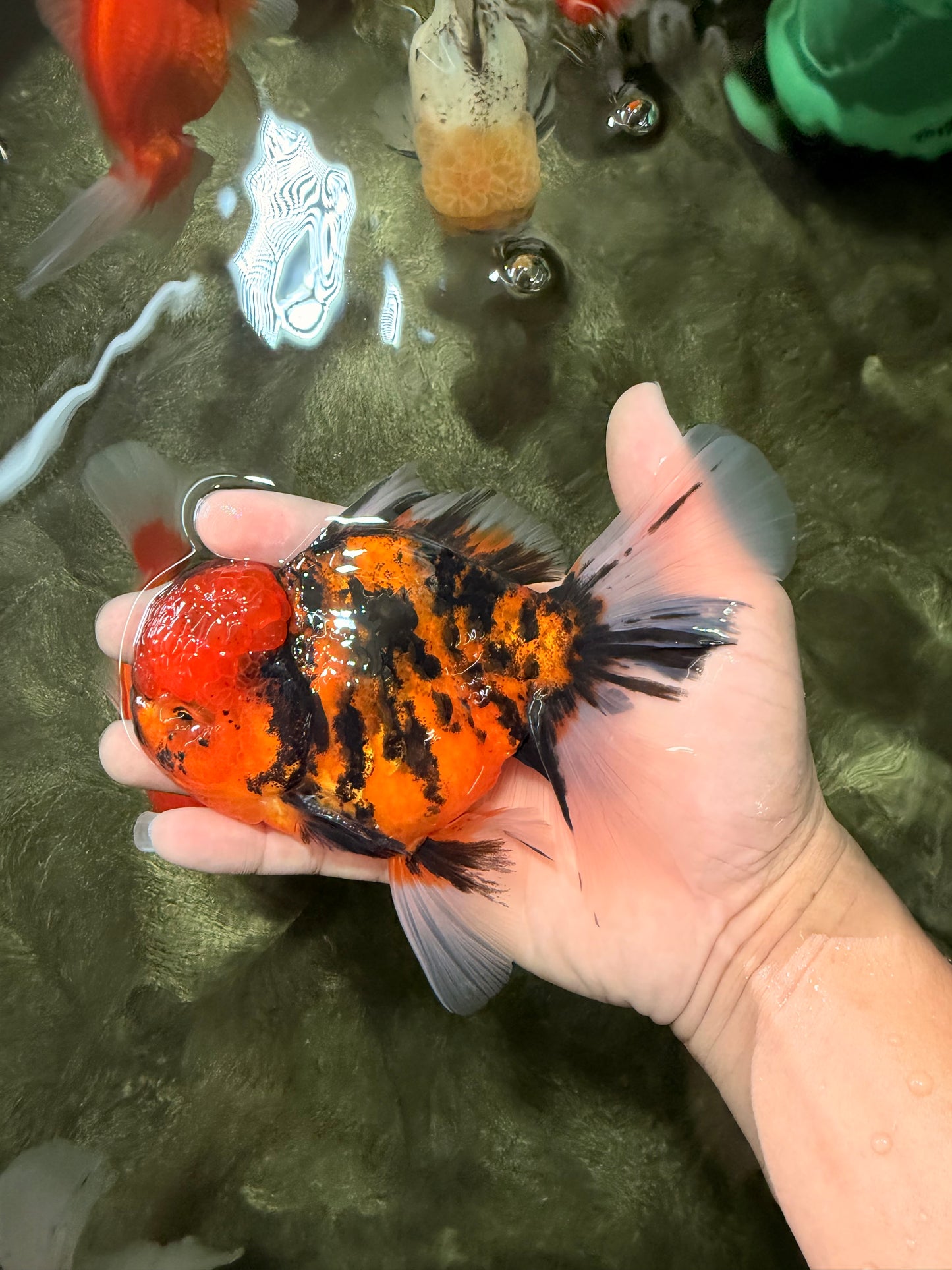 A Grade Tiger Oranda Male 5.5 inches #062626OR_26