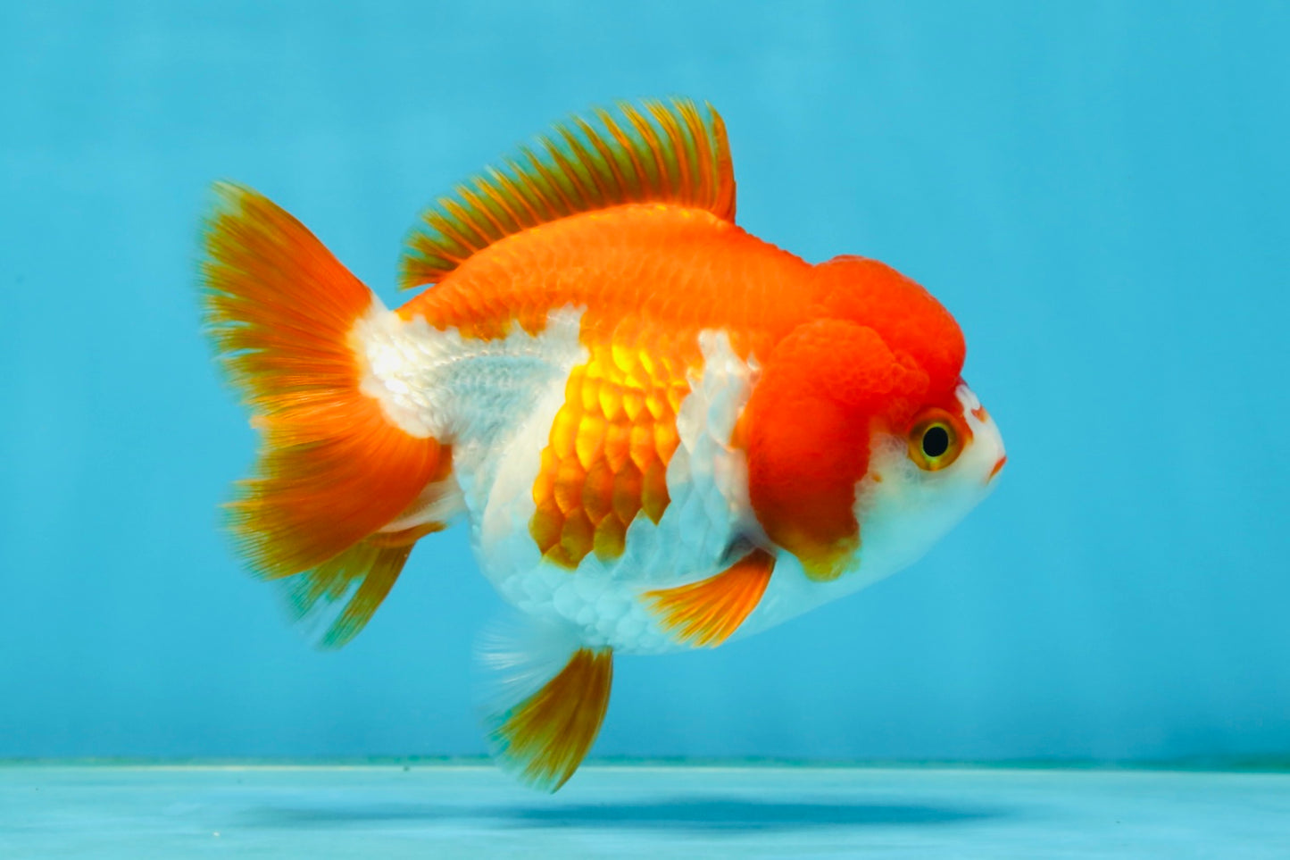 Red White Yuanbao Female 4-4.5 inches #062725YB_12