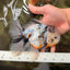 UNIQUE A Grade Calico Oranda Male 6.5 inches #082826OR_06