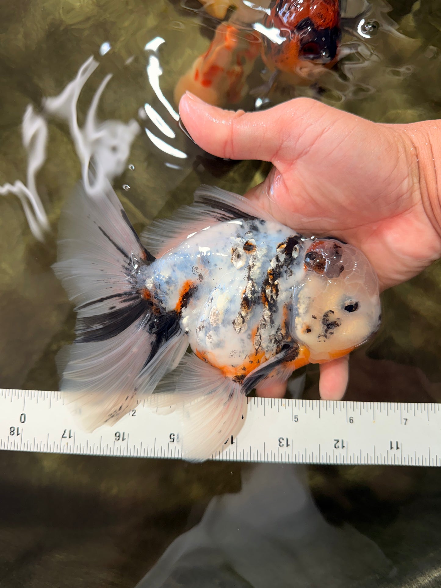 UNIQUE A Grade Calico Oranda Male 6.5 inches #082826OR_06